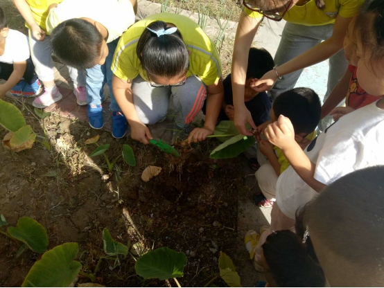 京華合木幼兒園：尋秋·游記